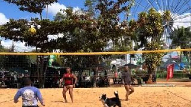 全网球技最好的狗子之一 #国外视频分享 #奇妙的动物 #宠物