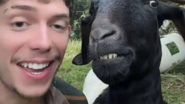 小羊听歌 #国外视频分享 #奇妙的动物 #宠物