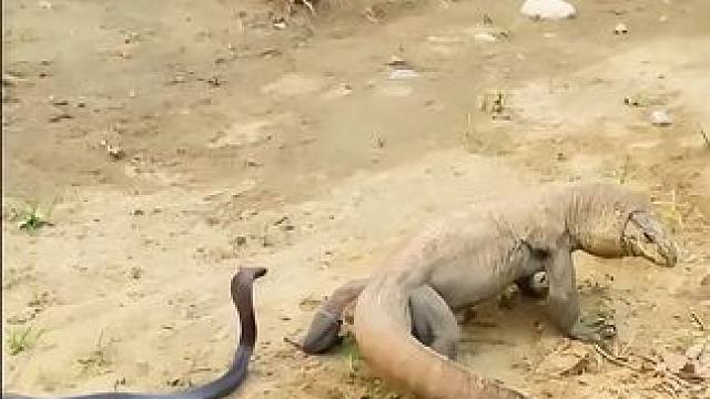 科普巨蜥的一生之敌 #野生动物零距离 #爱护大自然保护野生动物