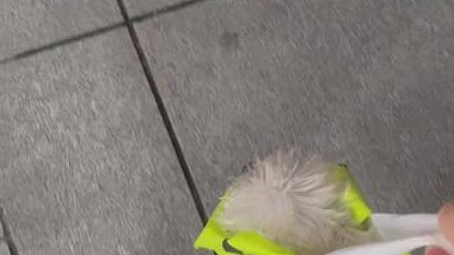 带娃出行只需要一个环保袋！#雪纳瑞 #狗狗的心思都写在脸上了 #狗子的迷惑行为 #狗狗出行必备