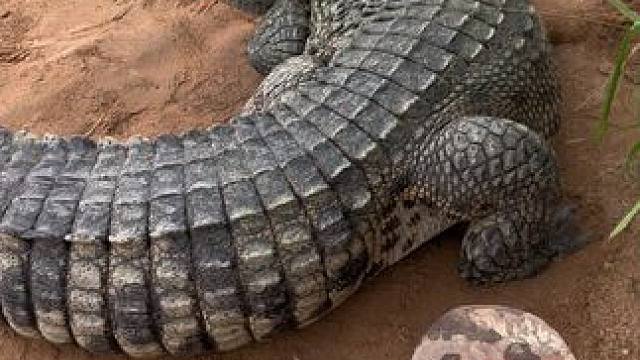 鳄鱼老大看我来了扭头就走，都不打算保护小弟#非专业人士请勿模仿