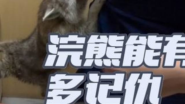 这浣熊跳起来给医生一巴掌 #浣熊 #机车