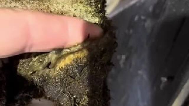 仅仅一刀就刮掉了巨大蹄角，分层范围到底有多大#解压#修牛蹄