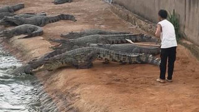 别看我腿短跑起来老快了#非专业人士请勿模仿