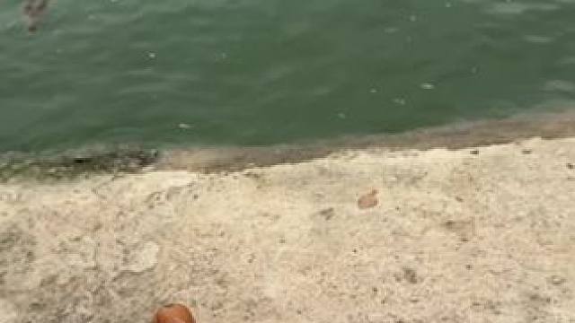 还真是个笨蛋……#鳄鱼