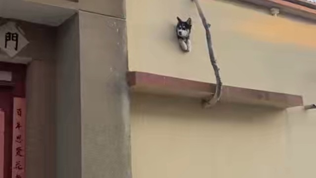 这个汪星人太有创意了！