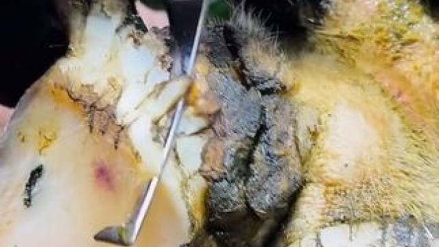 没有剧透的牛蹄，跟随小哥慢慢揭晓#解压#修牛蹄