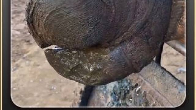 不会偷袈裟的三脚猫不是一只好的四腿牛 #瓜子二手车 #解压 #助眠 #修牛蹄 #极度舒适