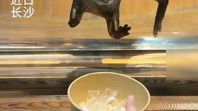 当小水獭看到一盆冰块：死手快抓呀