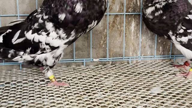 巨无霸观赏球鸽