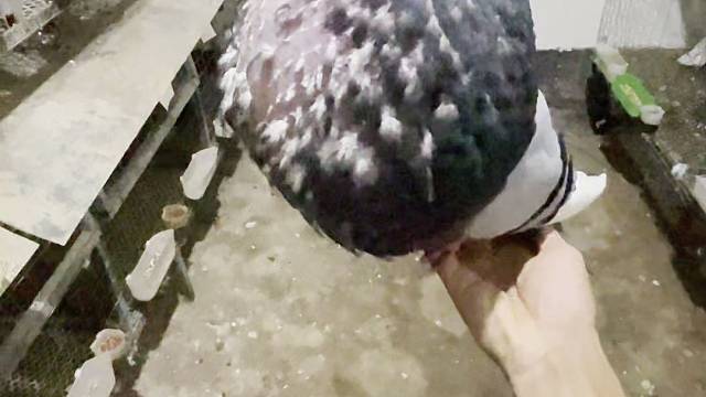 比利时球 观赏鸽球