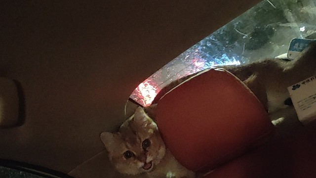 叫它还有回应啊！