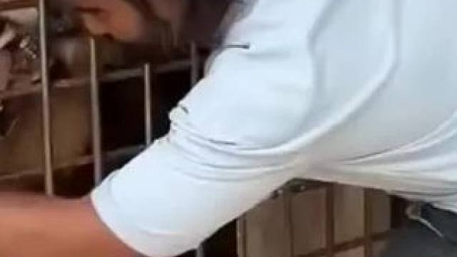 谁还记得当年手指拉丝的事情#狮子 #雄狮 #动物园