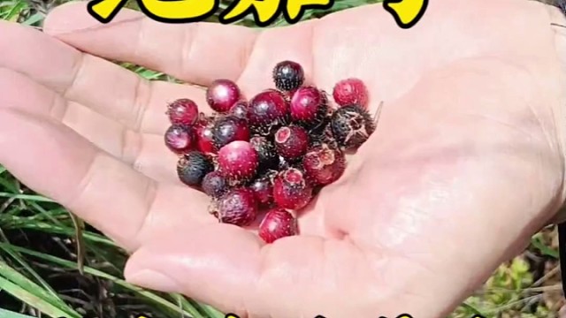 地菍，我们这叫地茄子