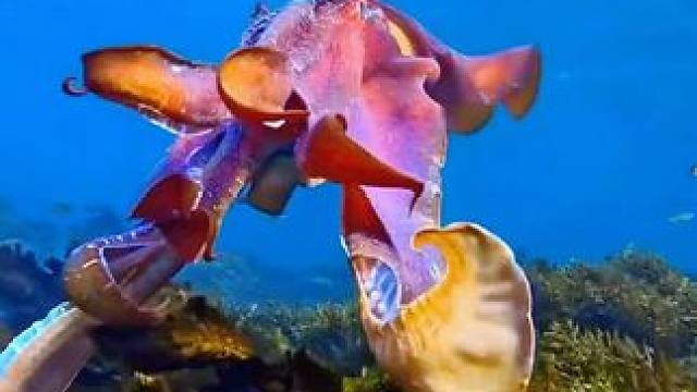 高清见底的海底世界，色彩斑斓的海洋生物#海底太漂亮了  #探索海底世界 #海洋馆打卡