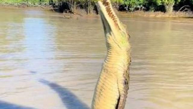 鳄鱼跃出水面捕食 #国外视频分享 #野生动物零距离 #鳄鱼