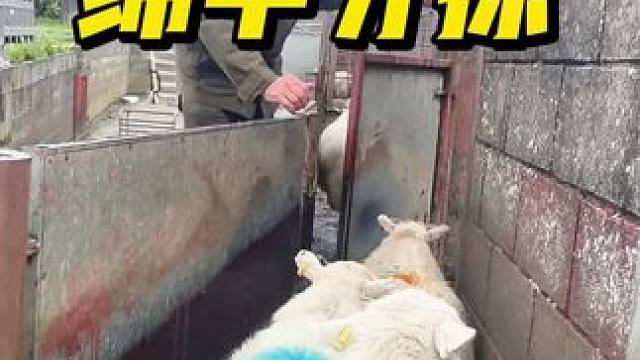 绵羊分拣装置#绵羊分拣#绵羊 #看世界 #神操作 #分拣