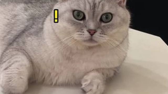 当我跟我家猫说要把它卖掉 #华为Pura80 #Pura在手AI不释手 #鸿蒙5大有不同