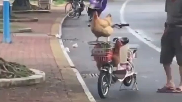 我没见过鸡会这么听话的[捂脸]