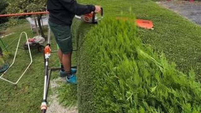 园林修剪终极解压效果！ #园艺生活 #园林绿化 #解压#解压视频 #极度舒适