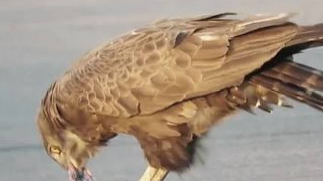 科普一下老鹰抓辣条，没想到翻车了#动物科普 #人与自然