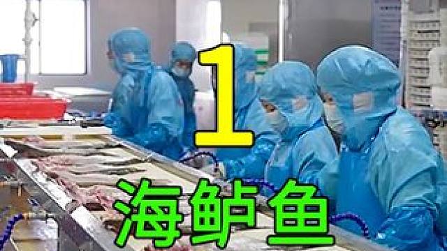 <第1/3集>海鲈鱼的秘密，养殖过程大开眼界 