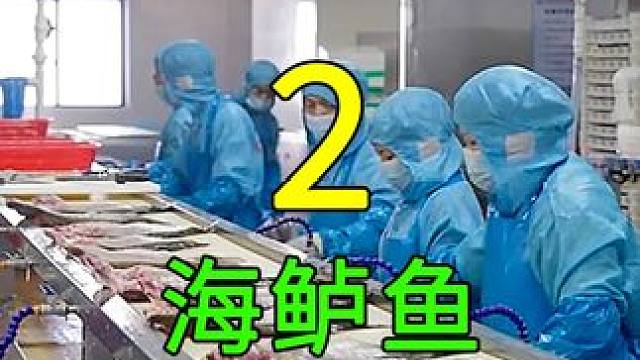 <第2/3集>海鲈鱼的秘密，养殖过程大开眼界 