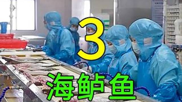 <第3/3集>海鲈鱼的秘密，养殖过程大开眼界 