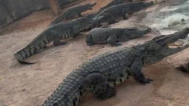 我才是你们的王，听我的绝对没错#非专业人士请勿模仿