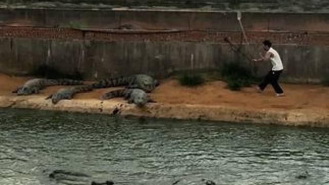 每天鳄鱼池锻炼两小时#非专业人士请勿模仿