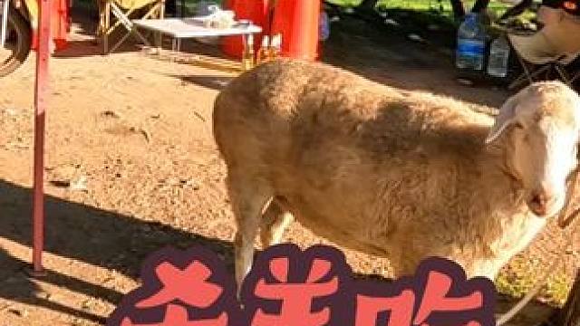 户外野营杀个大羊吃，这生活太好了#露营美食 #野外生活