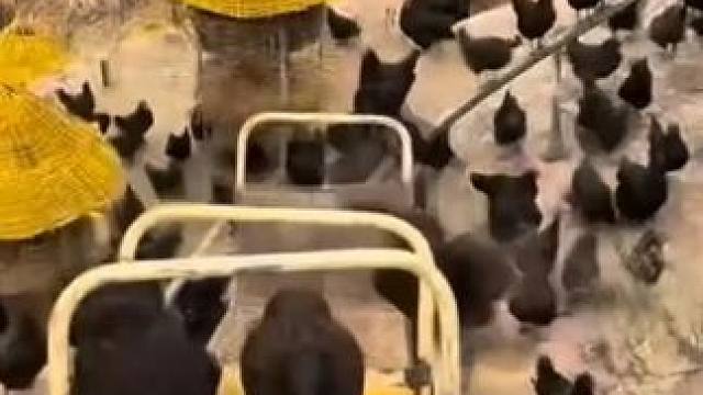 麻酱鸡蛋太上头了，好吃到舔手指！ #麻酱鸡蛋