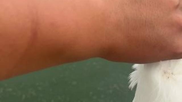 不会潜水的鸭子……#鳄鱼