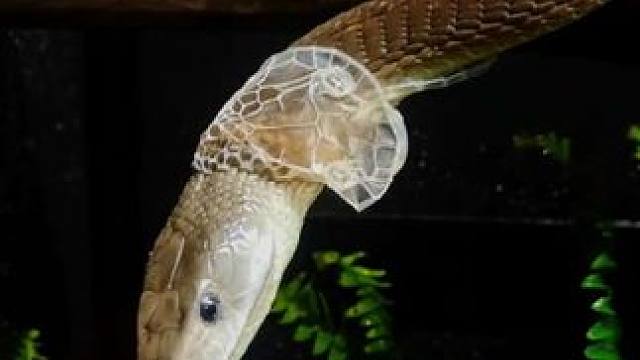 宠物黑曼巴蜕皮 #国外视频分享 #专业操作请勿模仿 #宠物