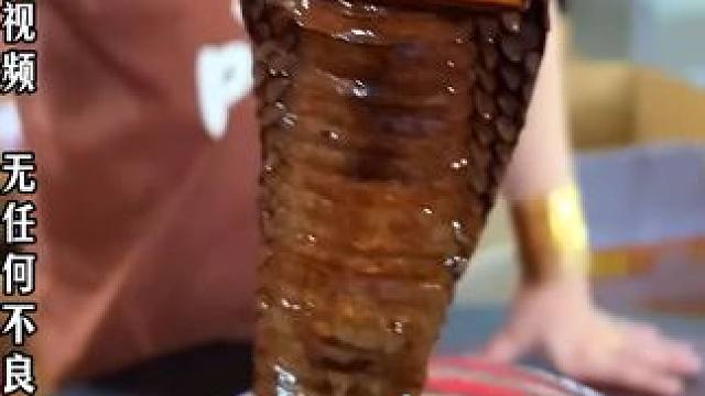 蛇酒背后的秘密！ #纪录片