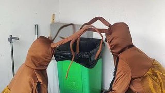 #蟑螂 #呋虫胺 夏日虫蚁多 就用呋虫胺！