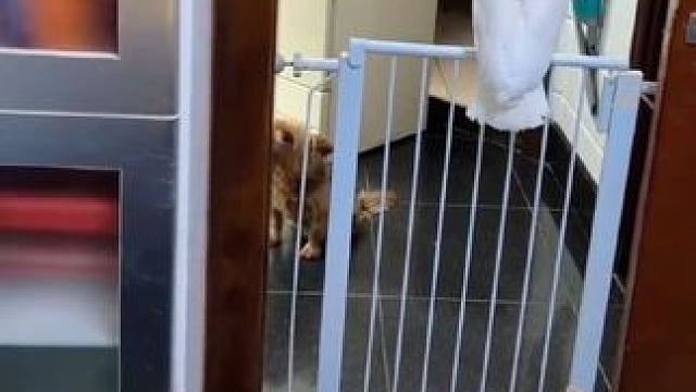 鸟中二哈白凤头鹦鹉学狗叫 #国外视频分享 #奇妙的动物 #宠物