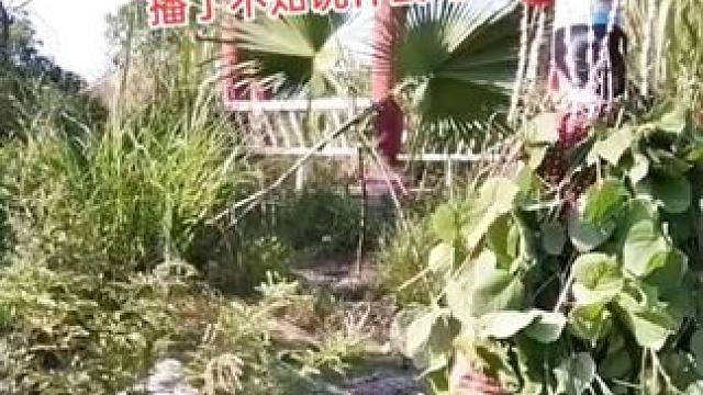 山卡卡里的农村大姐学费了开直播每天收获满满您还在恐播怕播不敢开播开播了不知说什么吗#记录真实生活 #