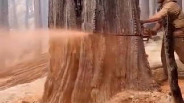 北美伐木工的伐木技术#千年古树 #百年古树 #伐木 #北美