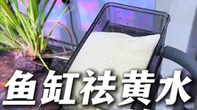 如果你家鱼缸水发黄有腥臭味，最快的方法就是用蛋白棉。 #蛋白棉 #鱼缸黄水 #鱼缸水质 #沉木 #养