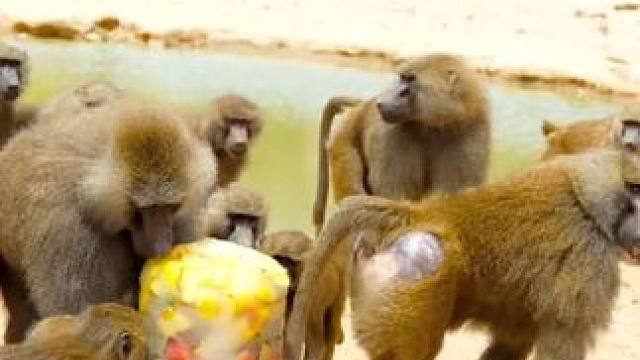 一群狒狒吃水果冰淇凌 #国外视频分享 #奇妙的动物 #野生动物保护