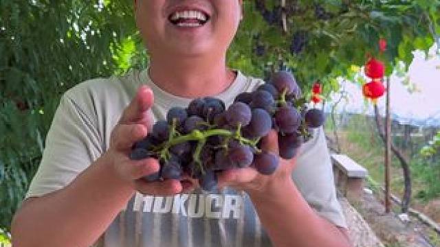 五峰山村的葡萄熟啦，欢迎您的到来！ #葡萄熟了 #三农 #采摘园 #应季水果