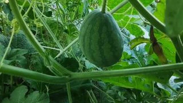 自家小菜园……