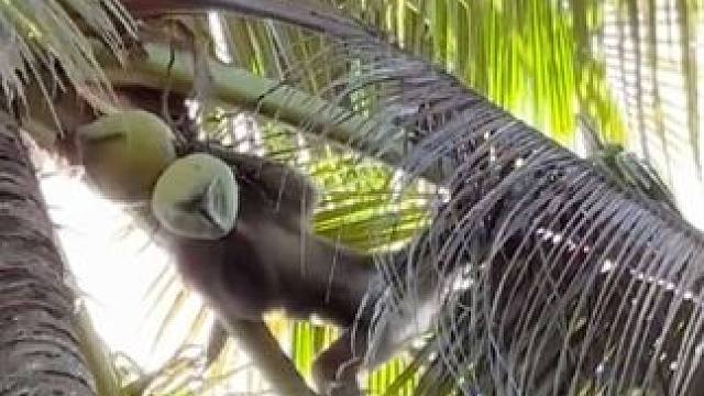 打工猴上班摘椰子 #国外视频分享 #猴子成精 #打工猴