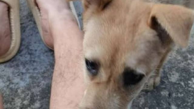 最近天气太热了，躲到农村避暑来了 #狗狗 #可爱萌宠 #我的农村生活 #萌宠视频