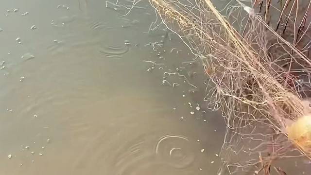 #户外捕鱼大队 #捕鱼河边随拍 #捕捞现场  #丝网捕鱼