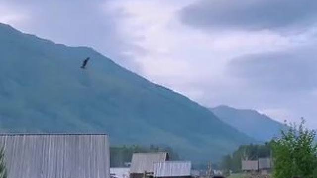 在新疆，喂老鹰的方式也太野了吧！