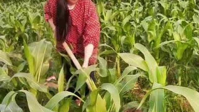 山卡卡里的农村大姐学费了开直播每天收获满满您还在恐播怕播开播了不知说什么吗#记录真实生活 #农村生活