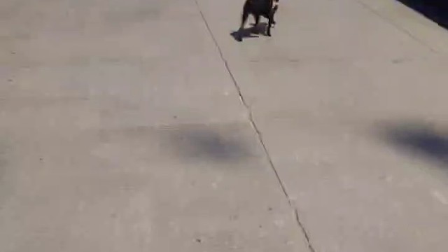 看看我家毛孩子