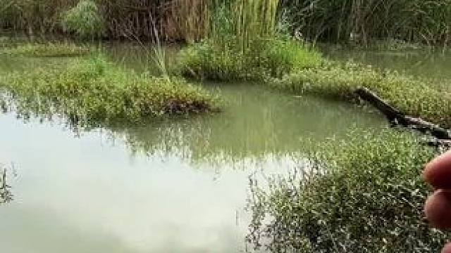 这大板鲫可以#钓鱼 #钓鱼人就是这么疯狂 #钓鱼的乐趣只有钓鱼人懂 #钓鱼技巧 #钓鱼知识